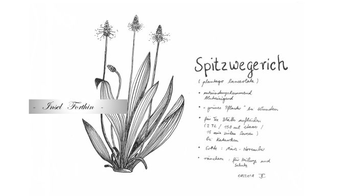 12 - Spitzwegerich