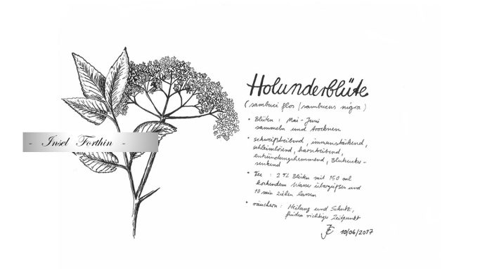 13 - Holunder